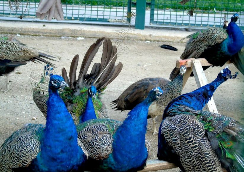 Ankara Hayvanat Bahcesi
