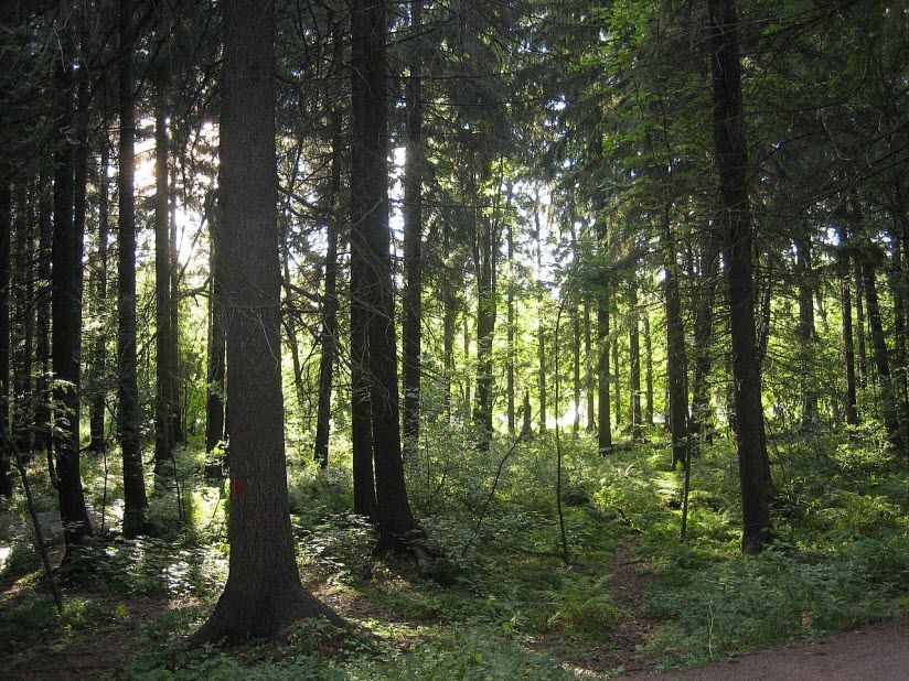Центральный парк
