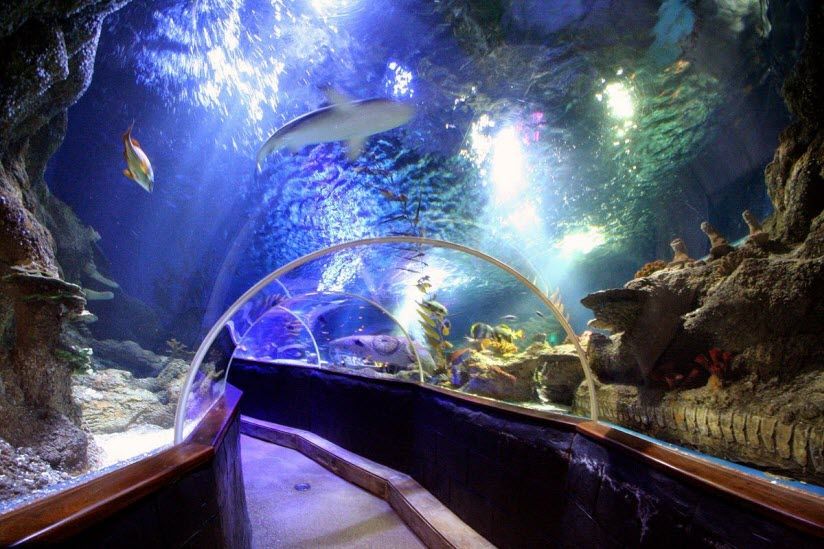 Океанариум Sea Life