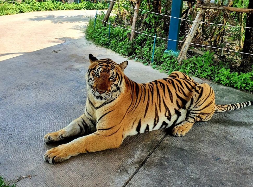 Тигровая ферма Tiger Park