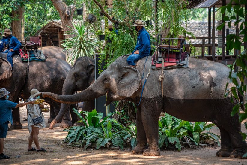 Деревня слонов (Pattaya Elephant Village)