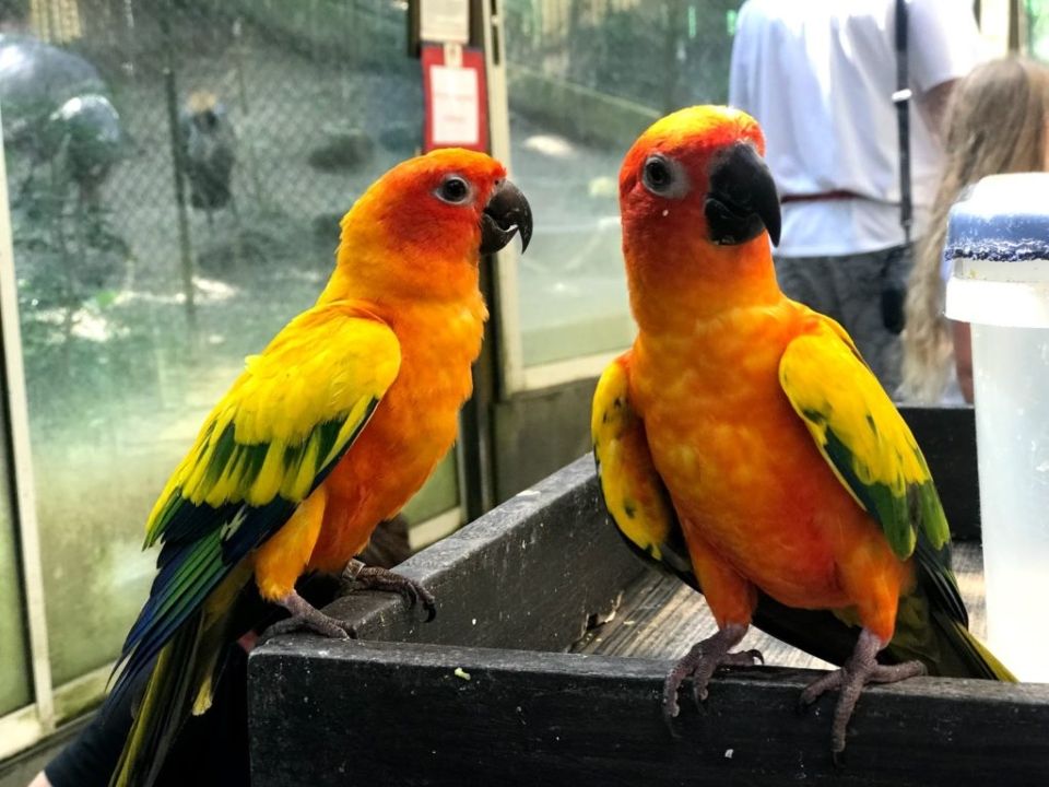Phuket Bird Park