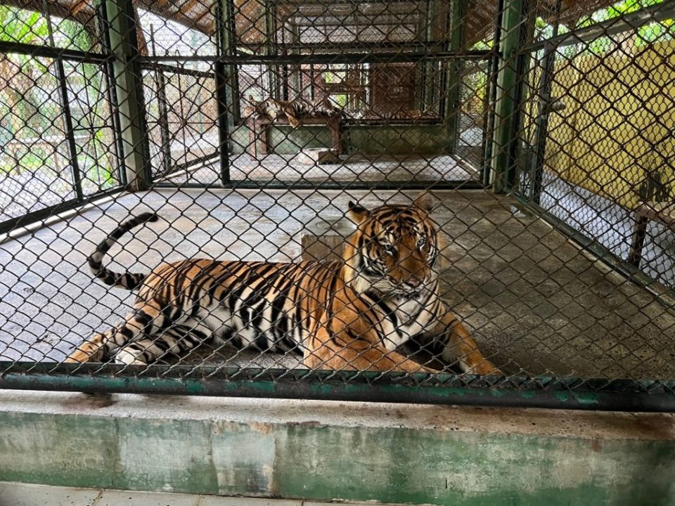 Tiger Kingdom