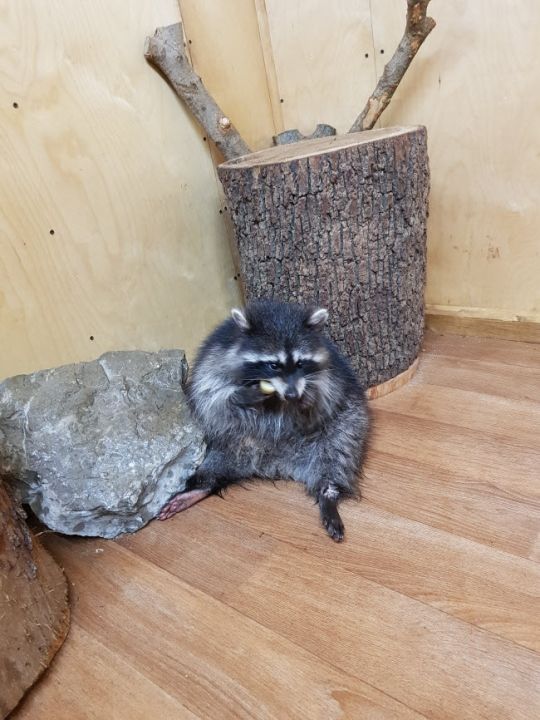 Енотодром