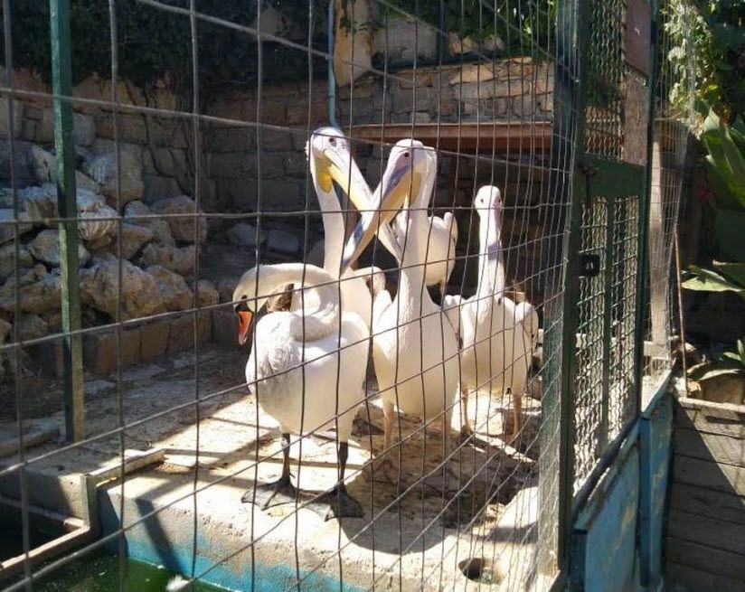 Зоопарк