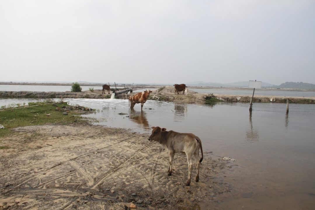 Sinnakarachchi Lagoon