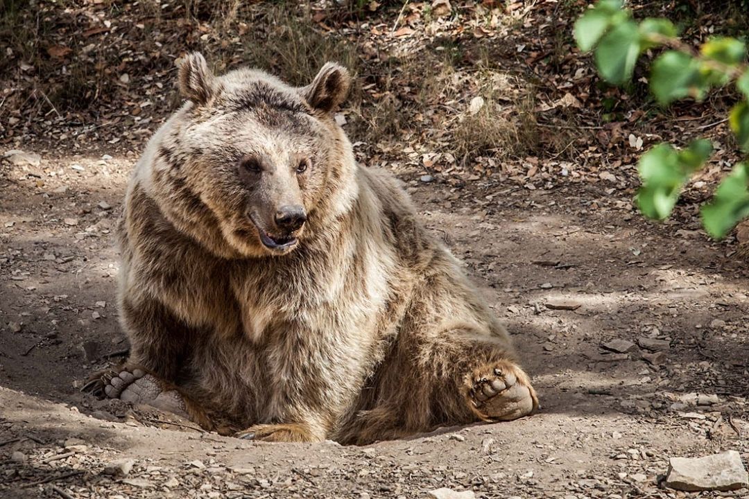 Зоопарк Монпелье (Montpellier Zoo)